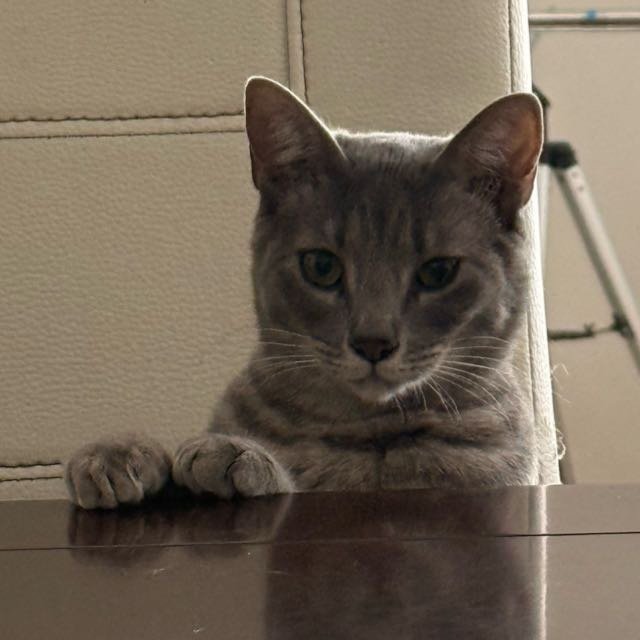 Tiny, a grey tabby cat, with its paws on a table